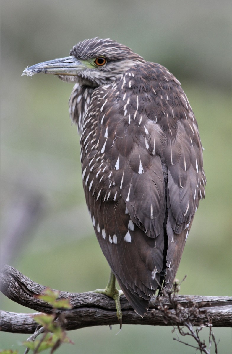 Black-crowned Night Heron - ML525048381