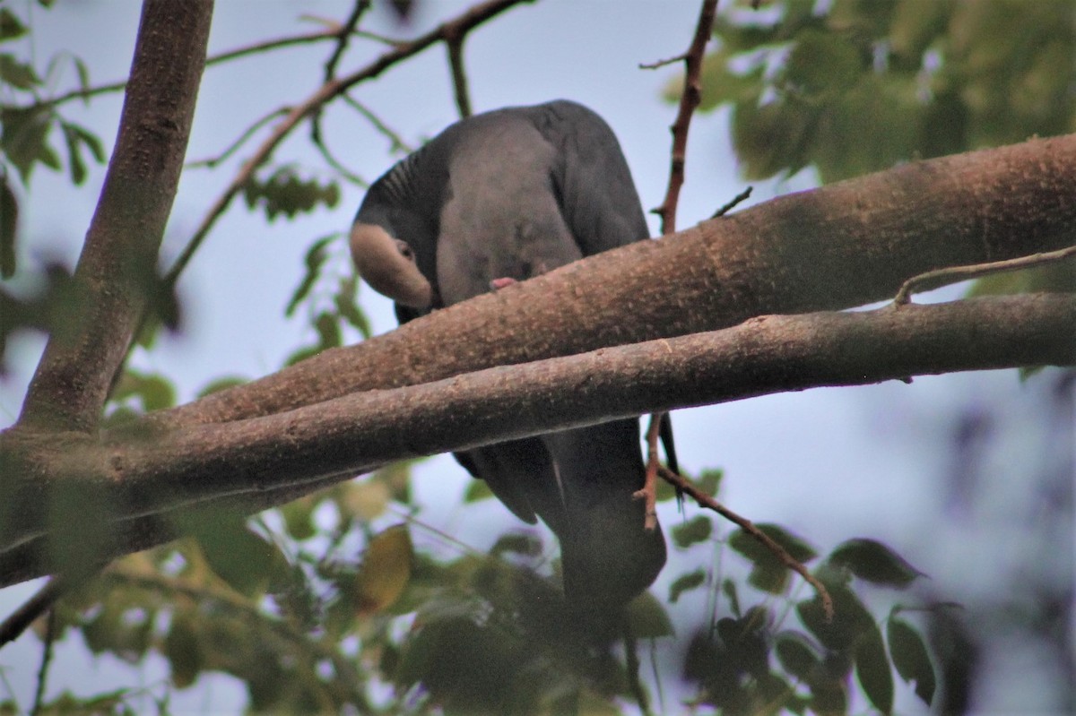 White-crowned Pigeon - ML525049431