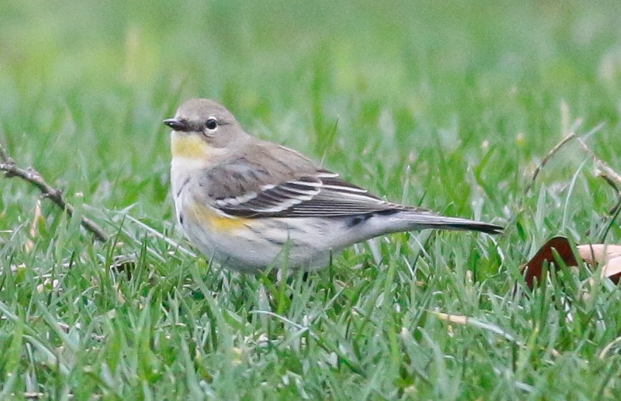 lesňáček žlutoskvrnný (ssp. coronata x auduboni) - ML525050271