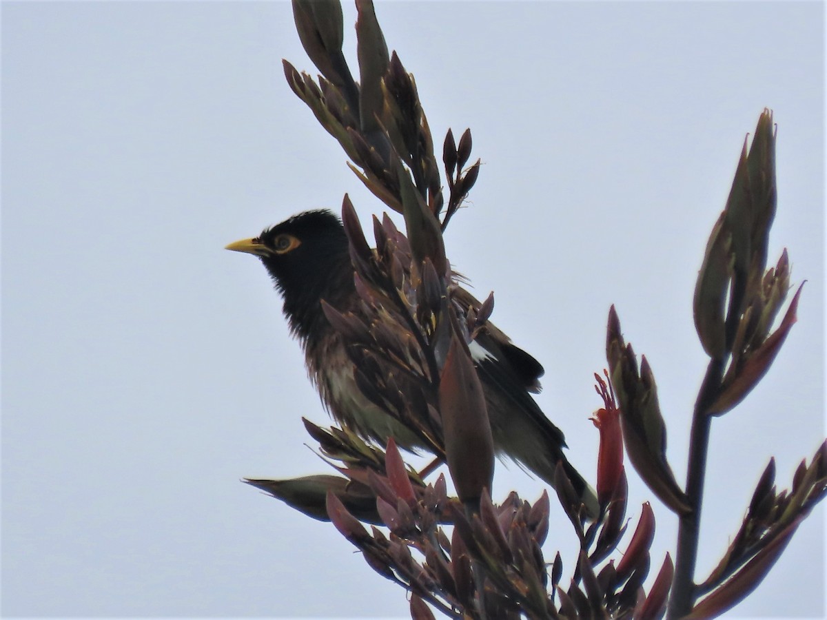 Common Myna - ML525051631