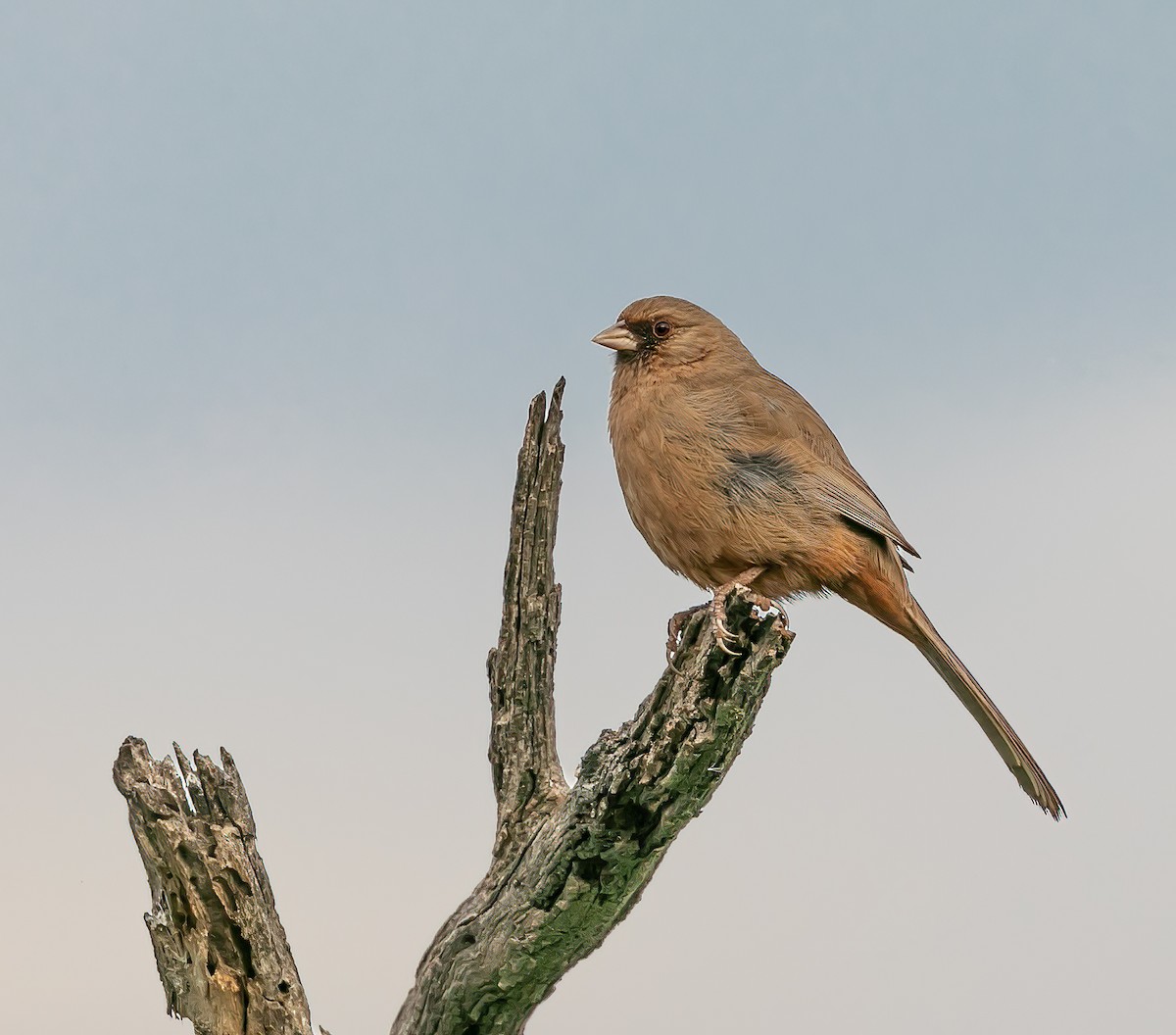 Abert's Towhee - ML525052071