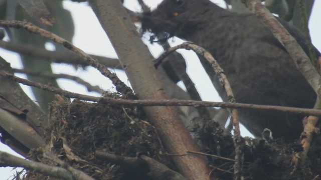 Chiguanco Thrush - ML525052781