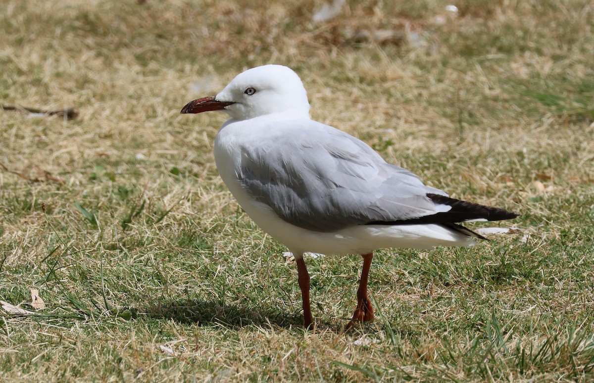 Silver Gull - ML525053021