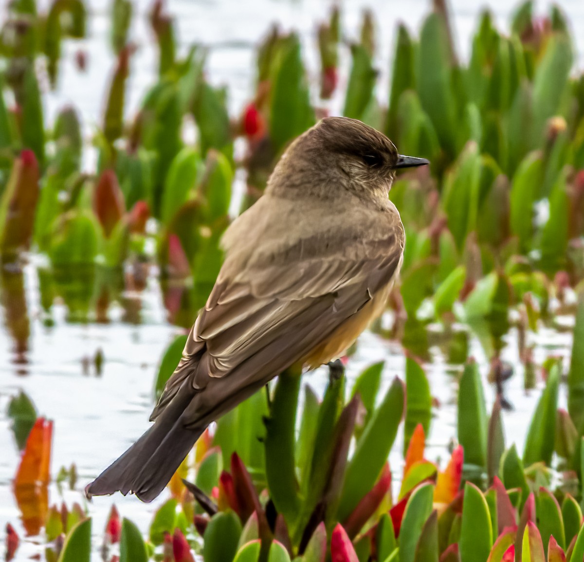 Say's Phoebe - ML525053751