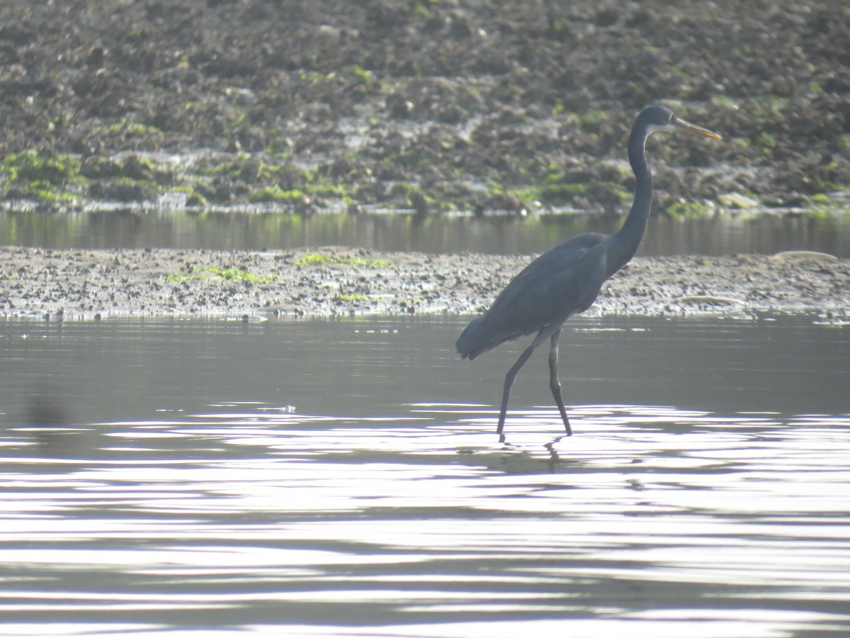 Western Reef-Heron - ML525053831