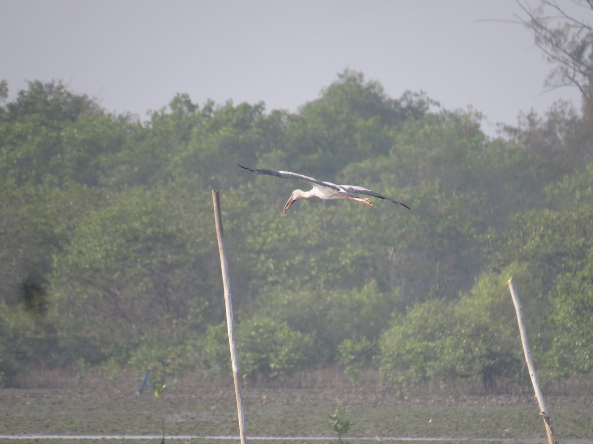 Asian Openbill - ML525054131