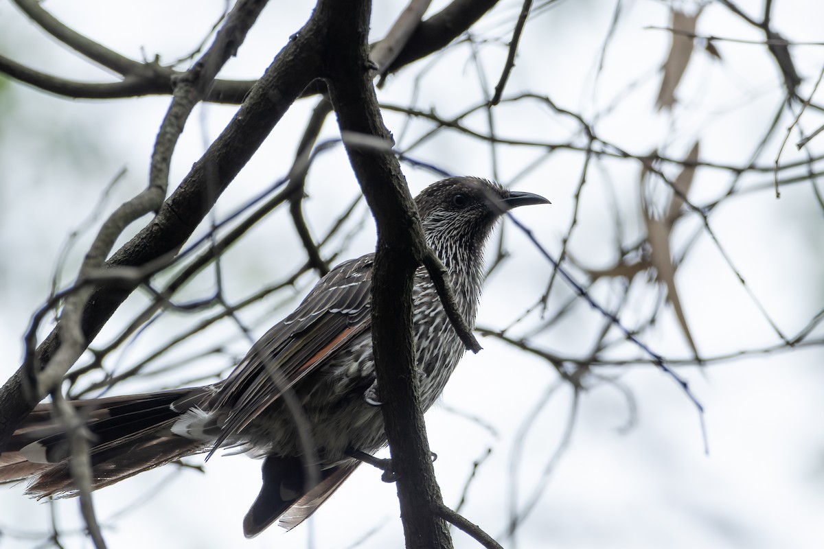 Little Wattlebird - ML525054501