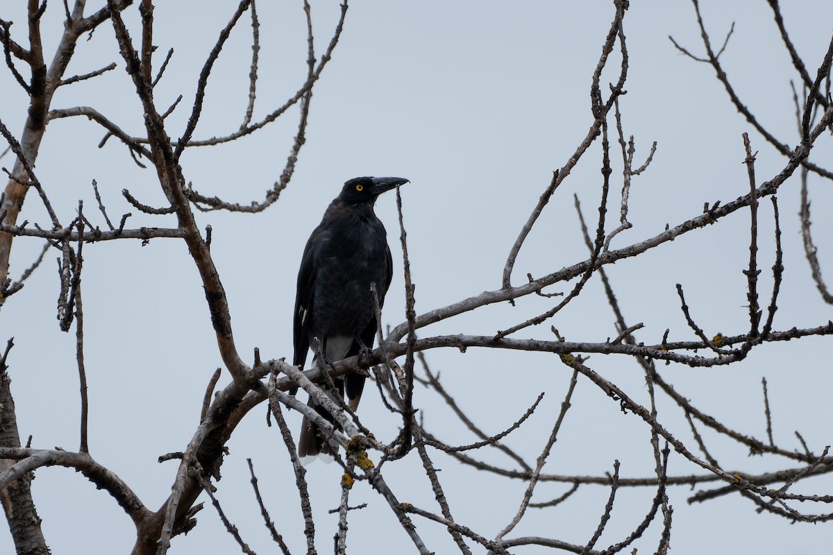 Pied Currawong - Ian Melbourne