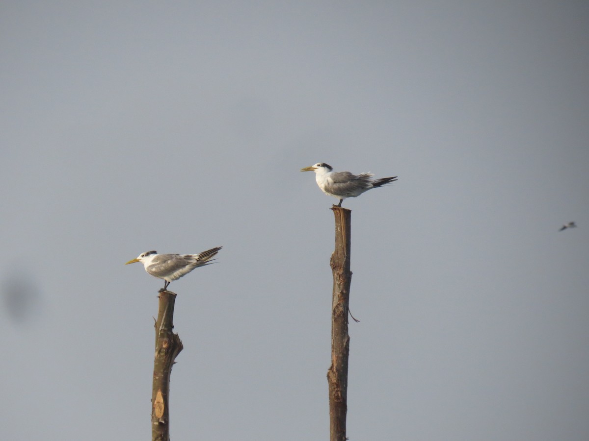 Great Crested Tern - ML525054661