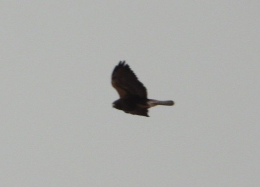 Swainson's Hawk - ML525055281