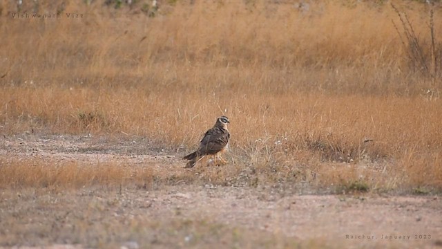 Montagu's Harrier - ML525055621