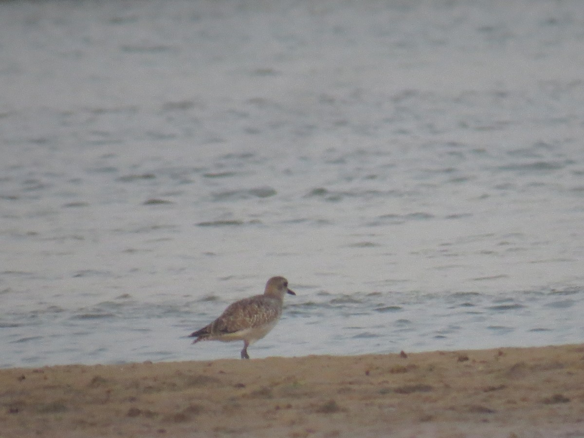 Greater Sand-Plover - ML525056481