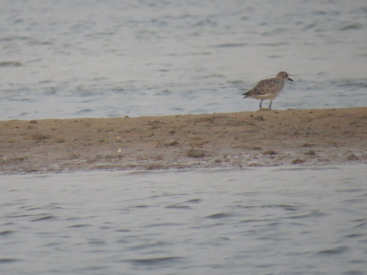 Greater Sand-Plover - ML525056491