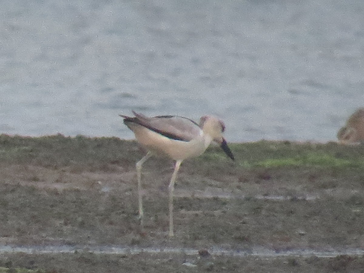 Crab-Plover - ML525056981