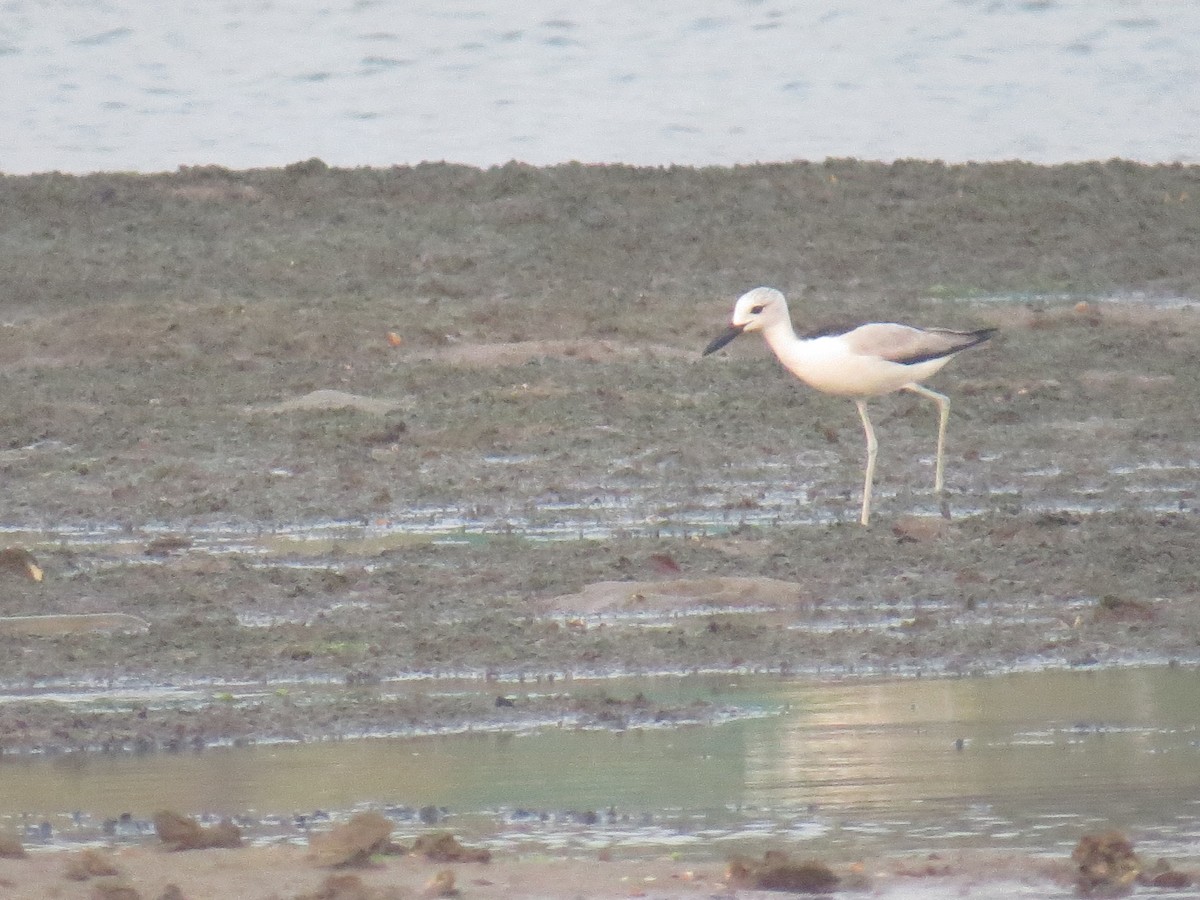 Crab-Plover - ML525056991