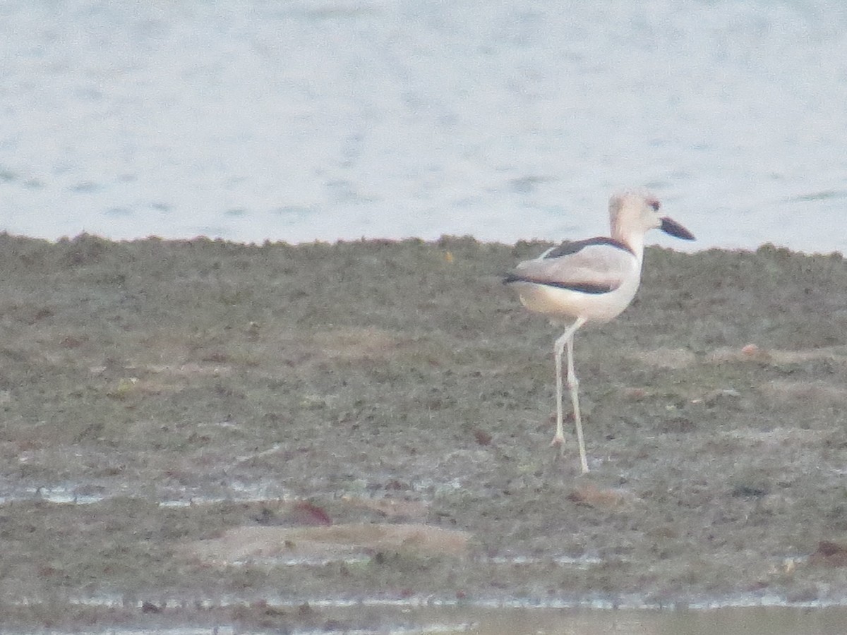 Crab-Plover - syed  ateeq