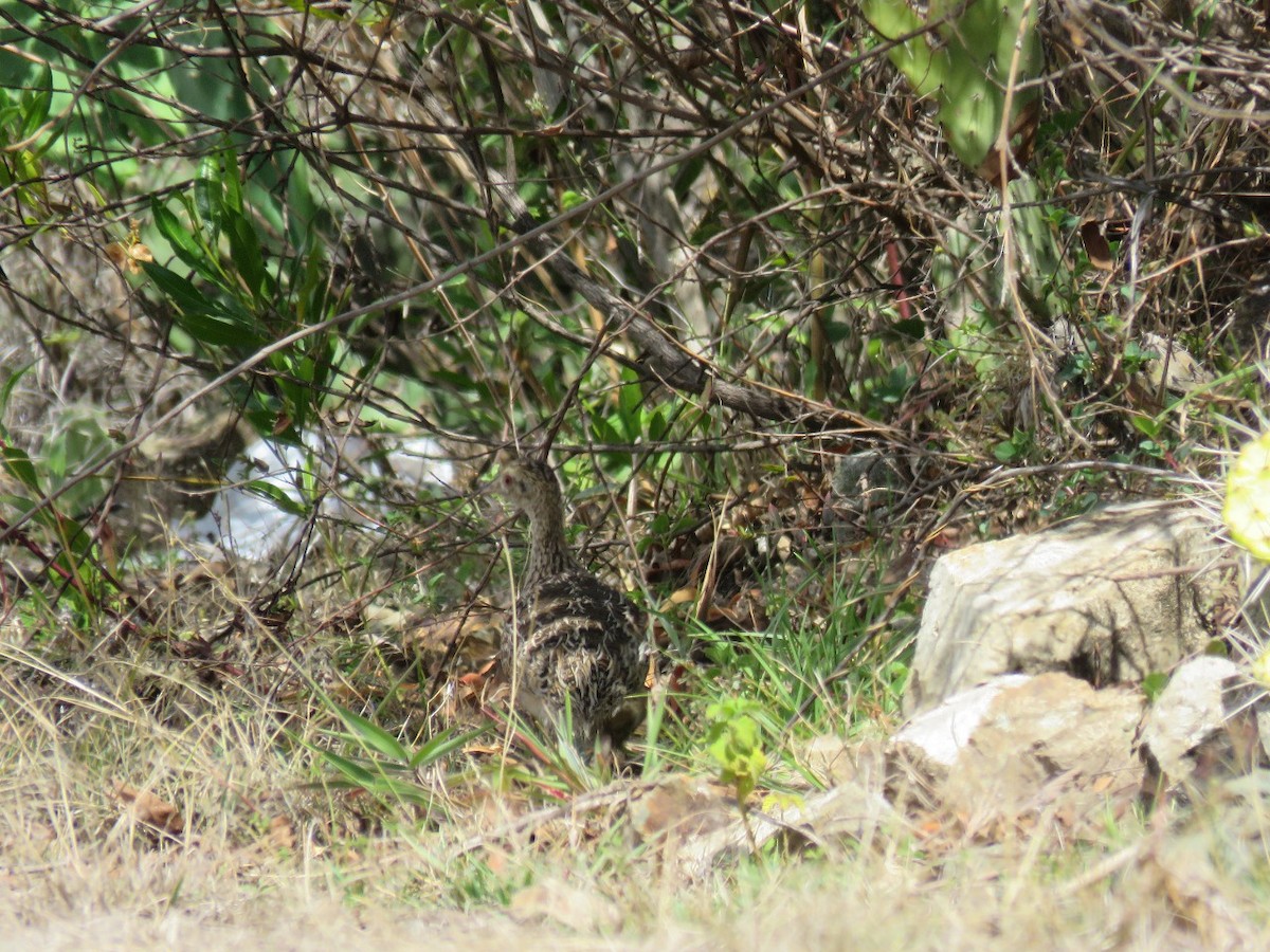 Darwin's Nothura - ML525060231