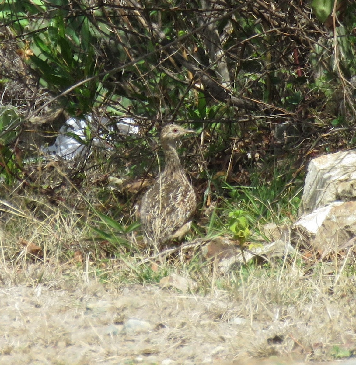 Darwin's Nothura - ML525060241