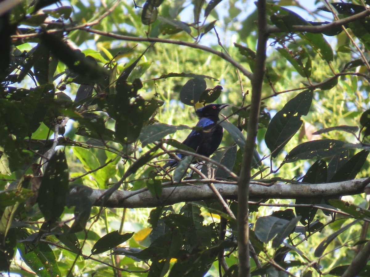 Asian Fairy-bluebird - ML525060341