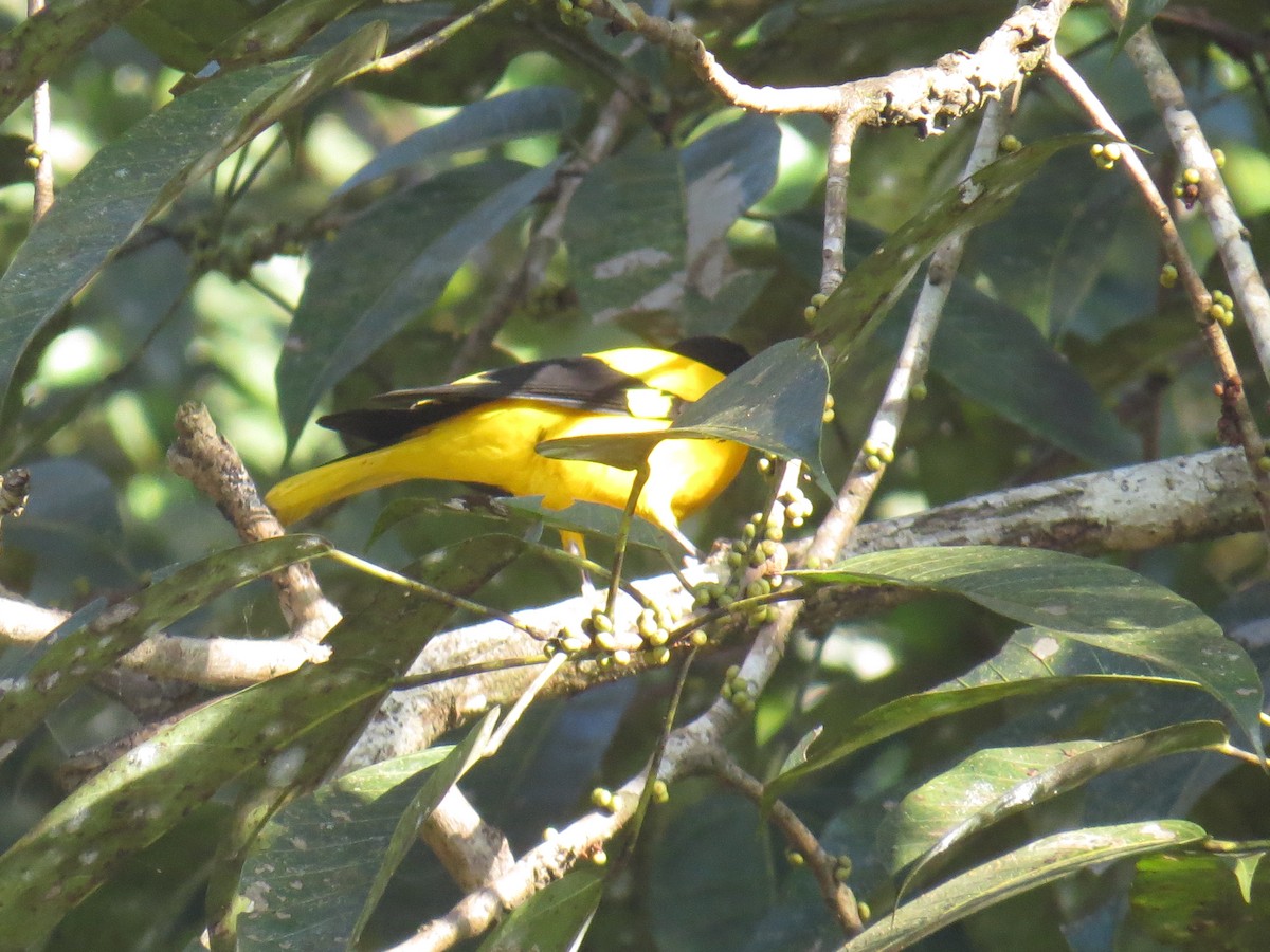 Black-hooded Oriole - ML525060481