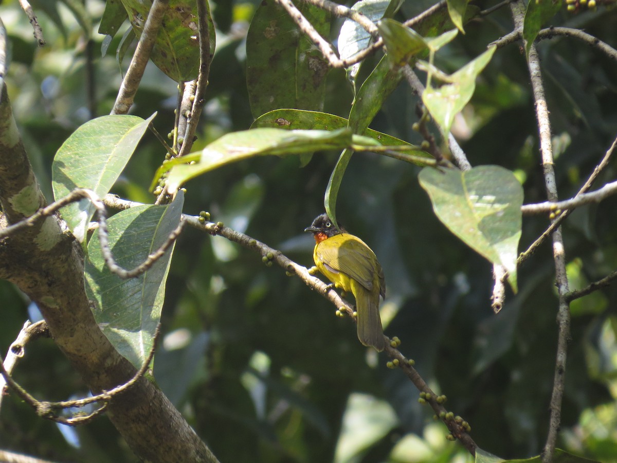 Flame-throated Bulbul - ML525060891