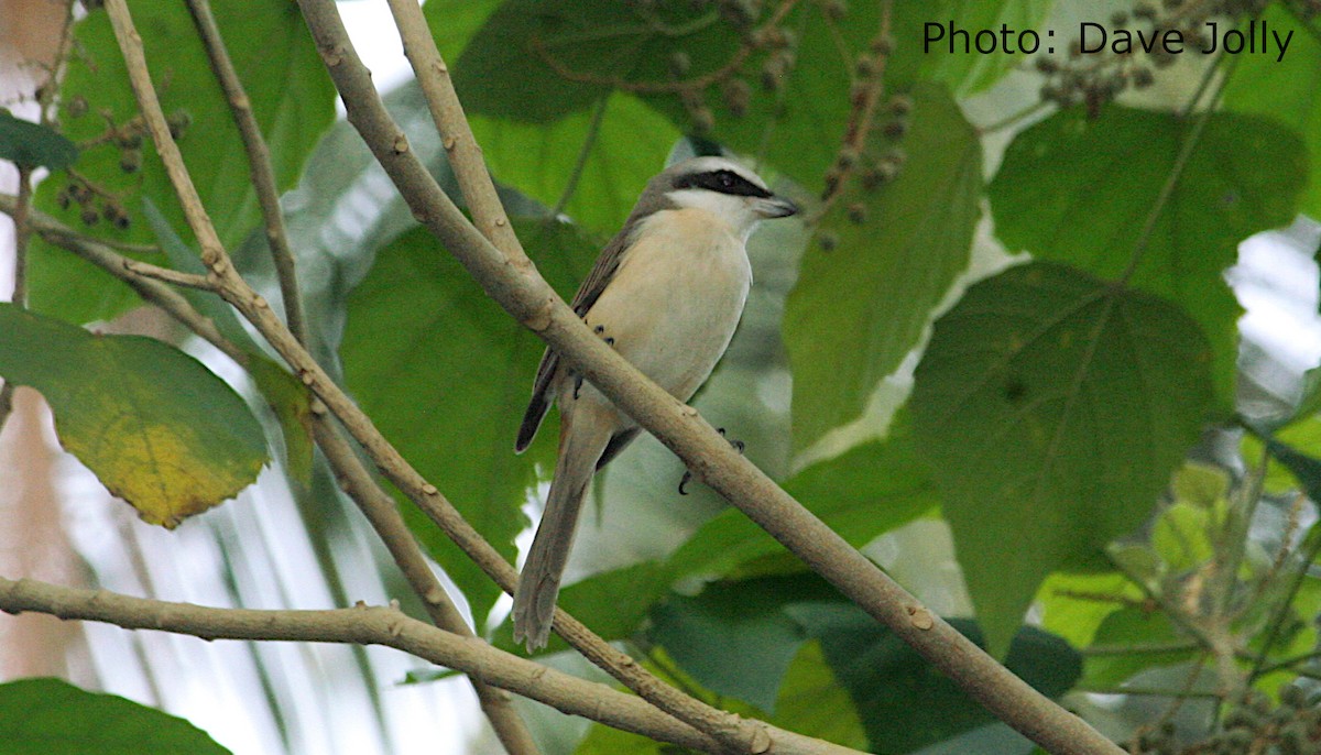 Brown Shrike - ML525061611