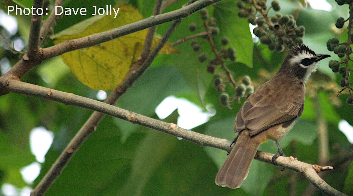 Yellow-vented Bulbul - ML525062691