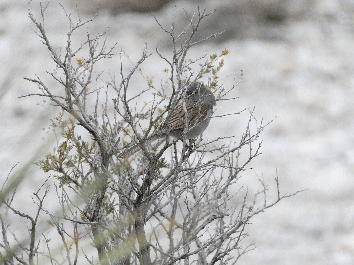 Black-chinned Sparrow - ML525062931