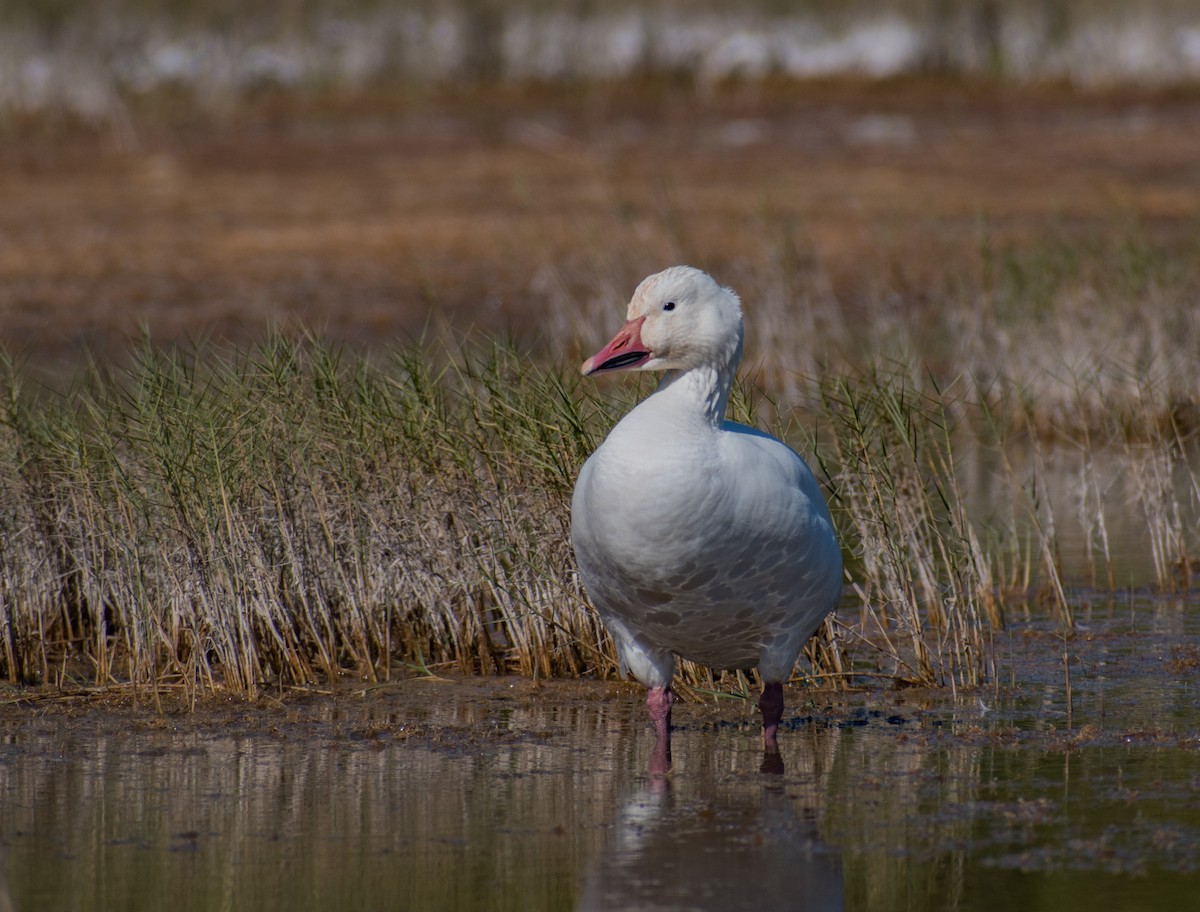 Snow Goose - ML525063161