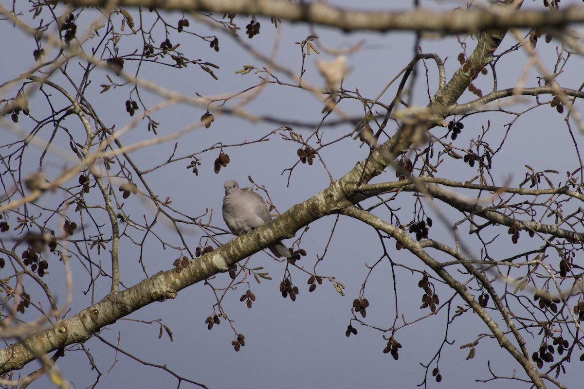 Eurasian Collared-Dove - ML525064111