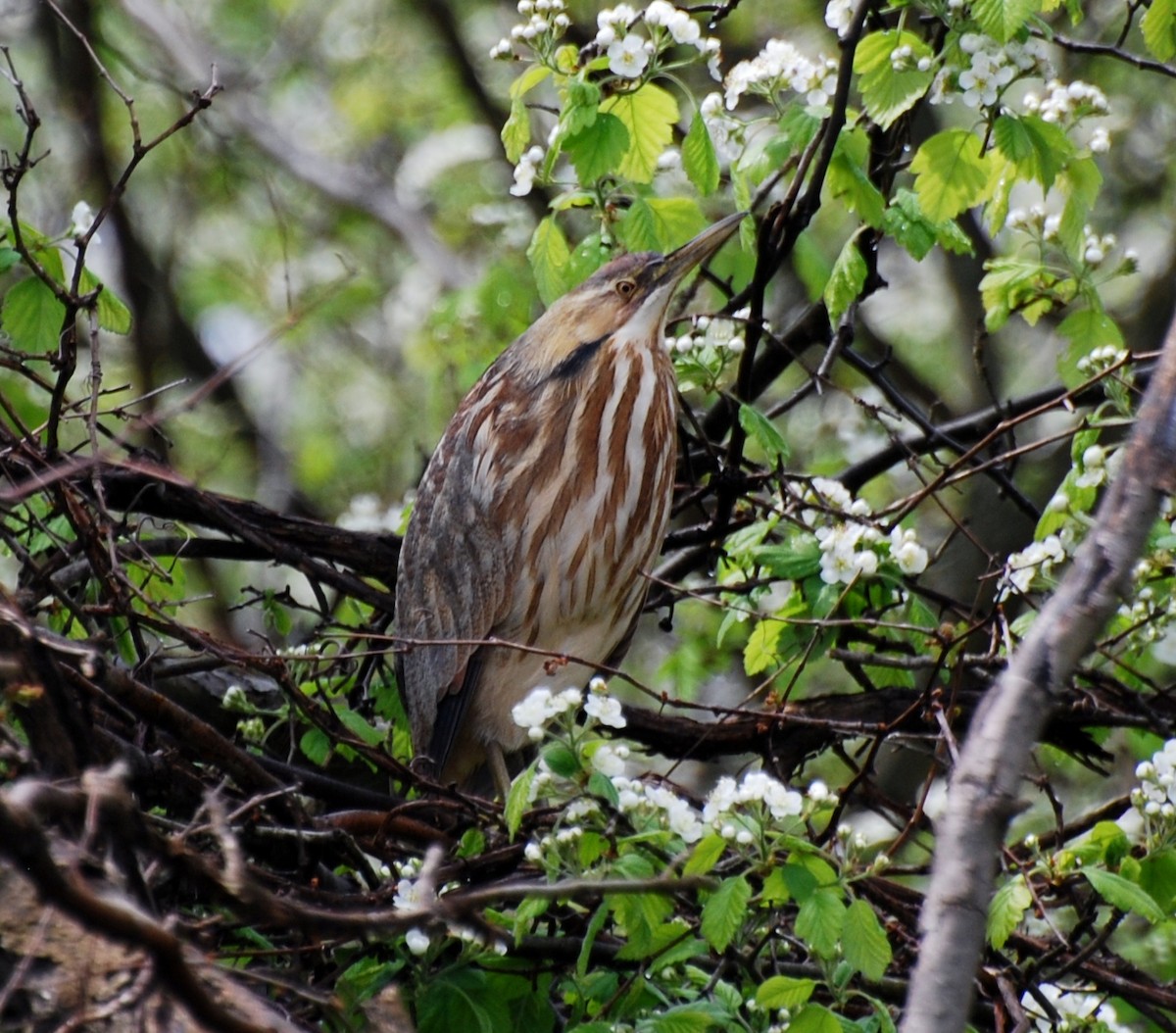 American Bittern - ML52506451