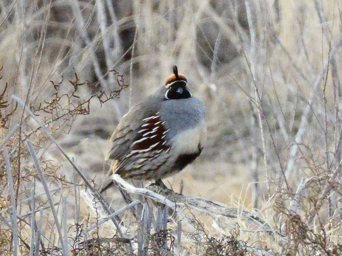 Gambel's Quail - ML525065291