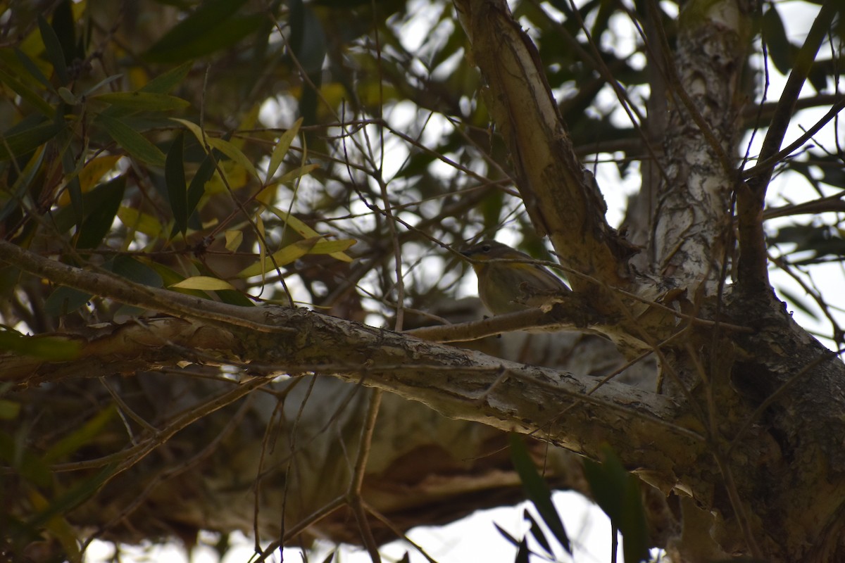 Yellow-rumped Warbler (Audubon's) - ML525066621