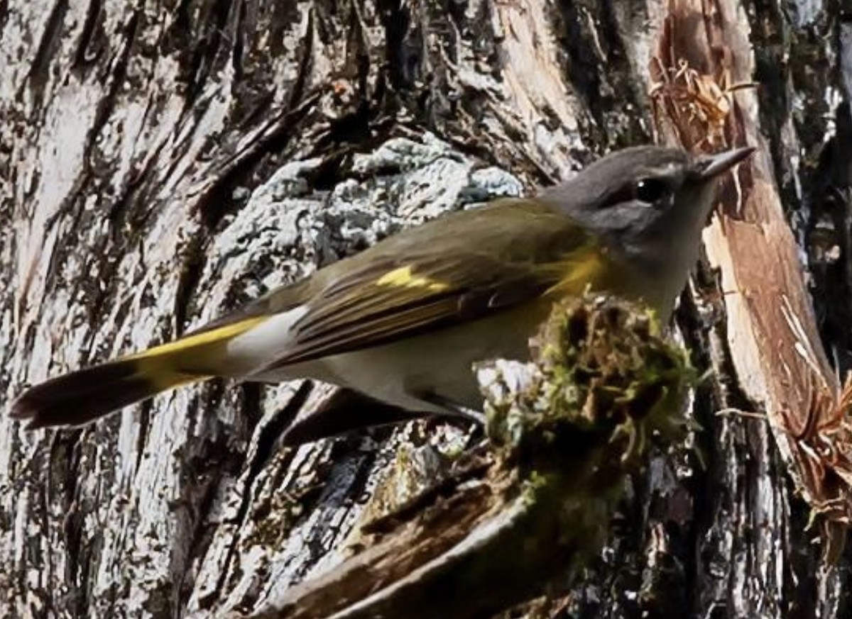 American Redstart - ML525067201