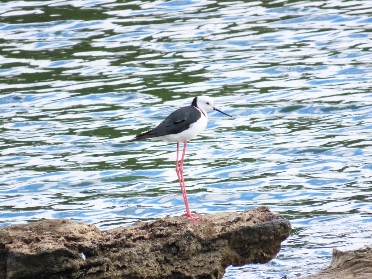 Pied Stilt - ML525068861