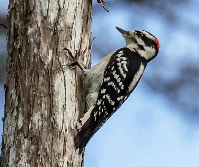 Downy Woodpecker - ML525068881