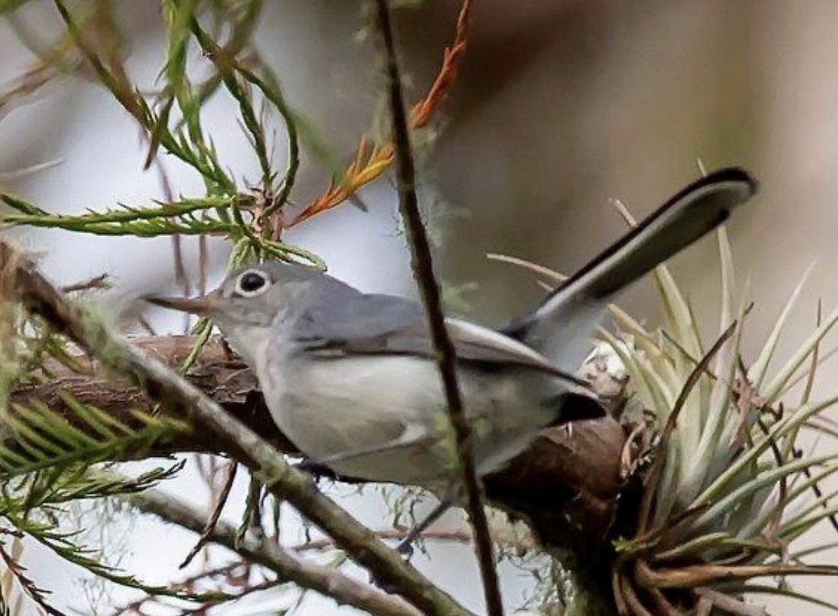 Blue-gray Gnatcatcher - ML525068941