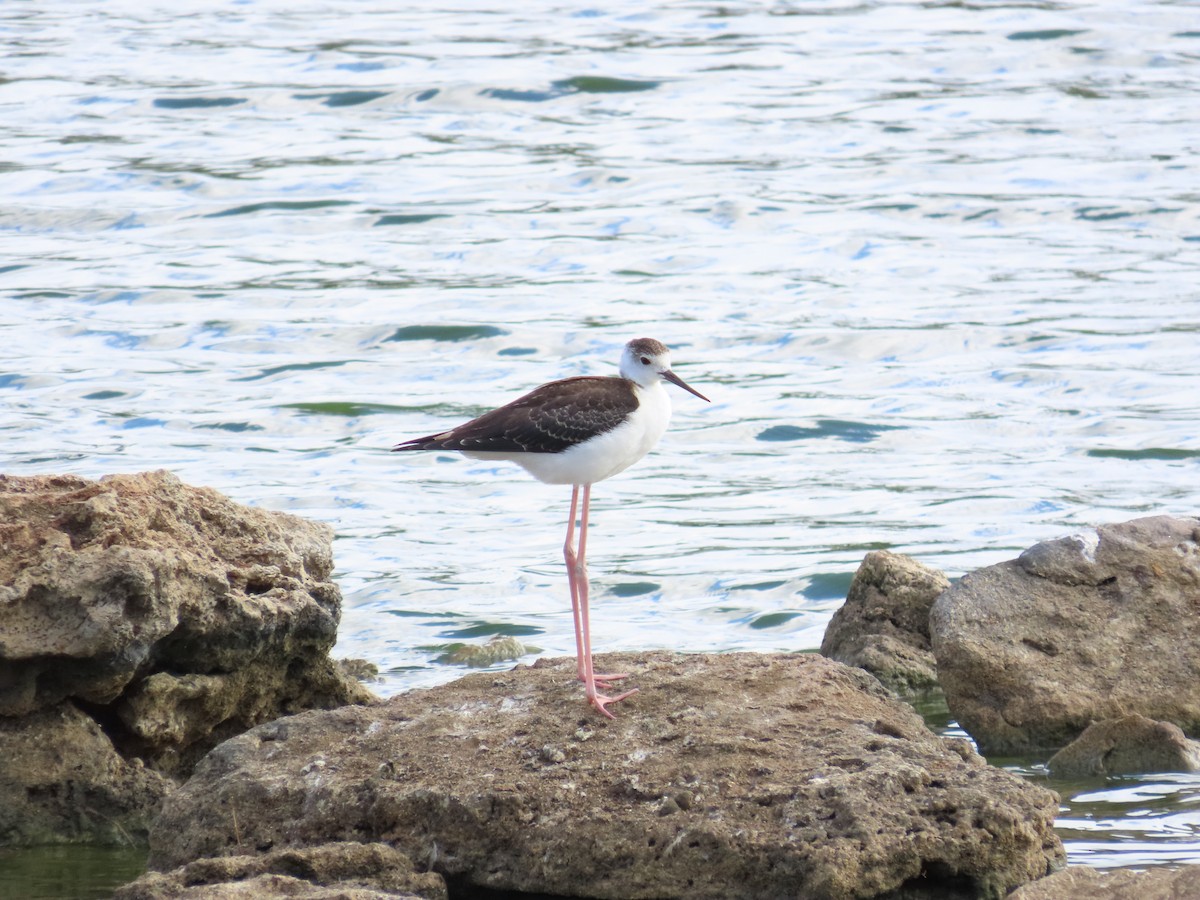 Pied Stilt - ML525069031