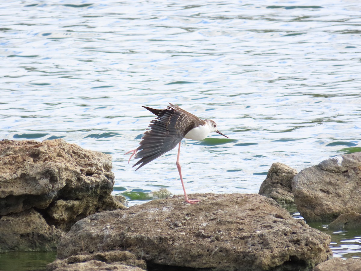 Pied Stilt - ML525069121