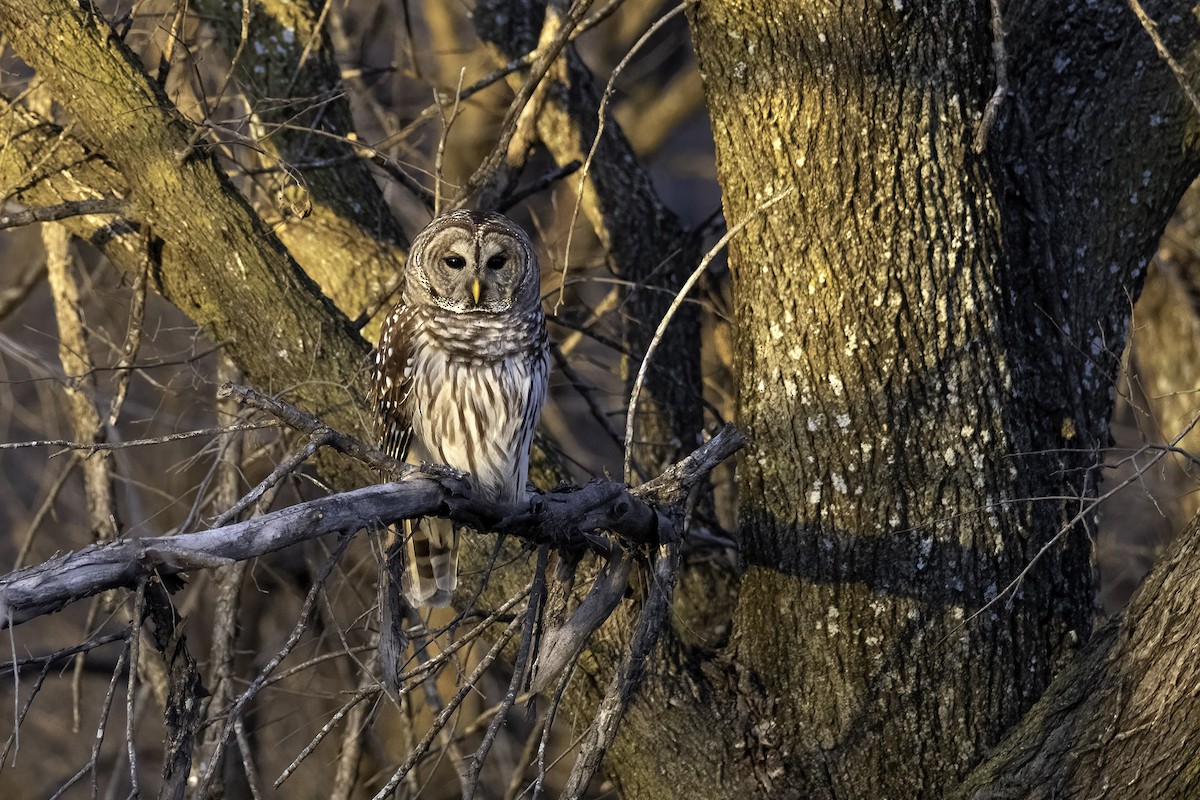 Barred Owl - ML525069371