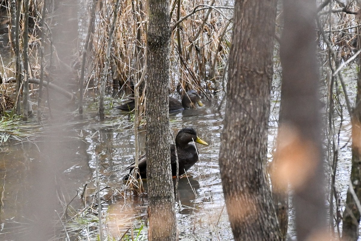 American Black Duck - ML525069561