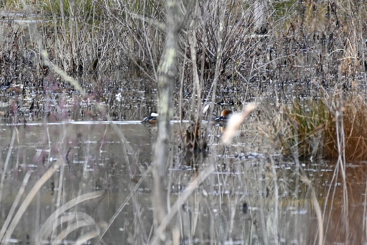 Hooded Merganser - ML525069581