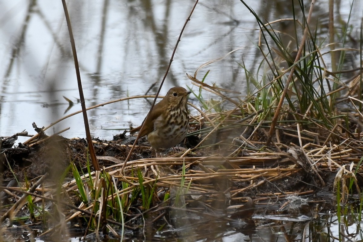 Hermit Thrush - Patty Masten