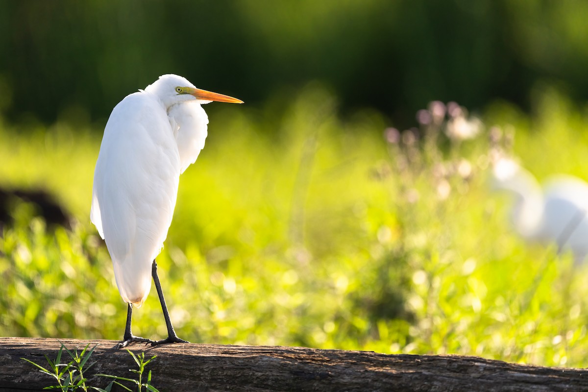 Great Egret - ML525069791