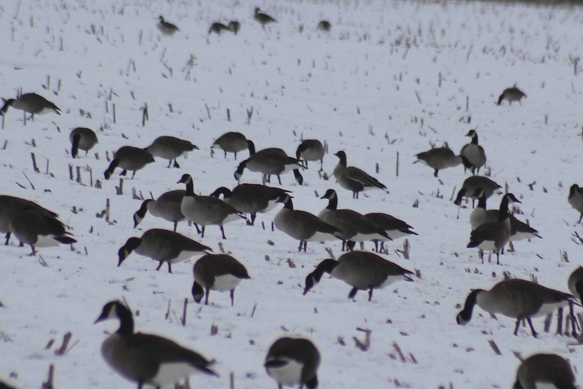 Pink-footed Goose - ML525070381