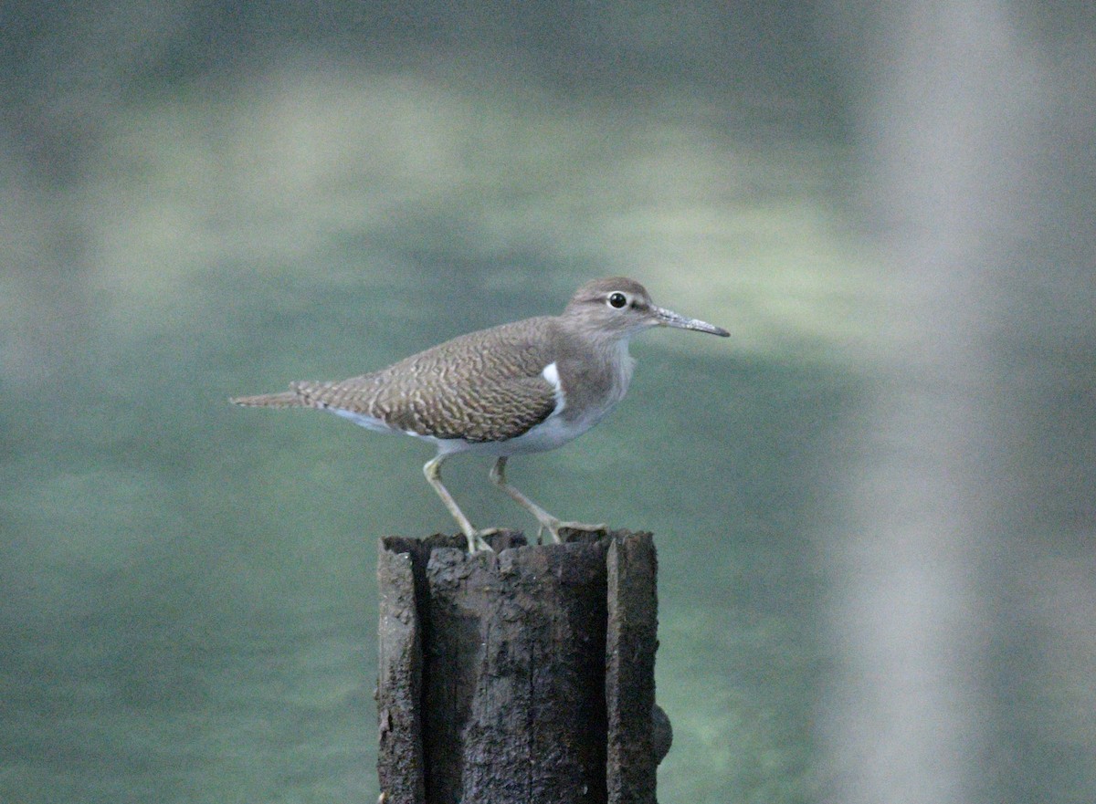 Common Sandpiper - ML525070471