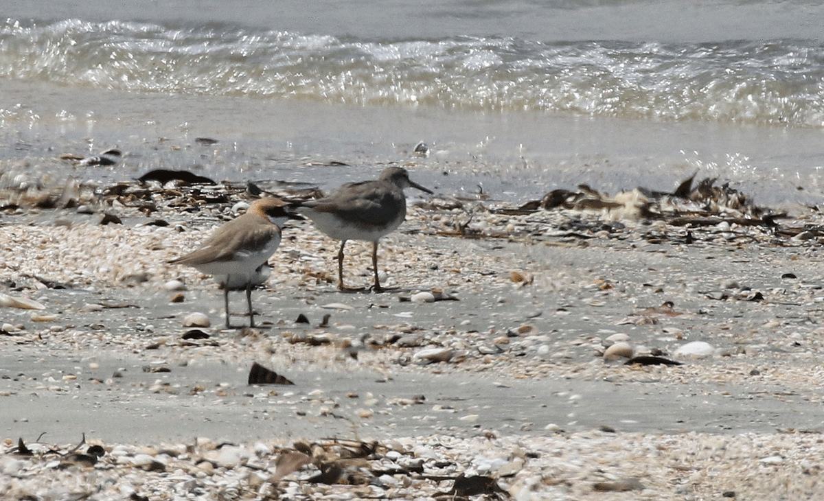 Gray-tailed Tattler - ML52507051