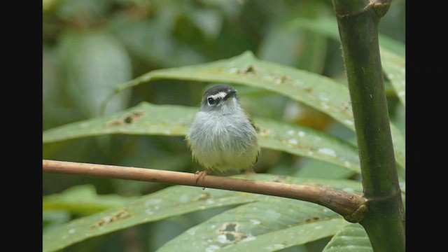 Black-capped Pygmy-Tyrant - ML525071881
