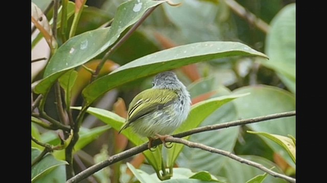 Black-capped Pygmy-Tyrant - ML525071891