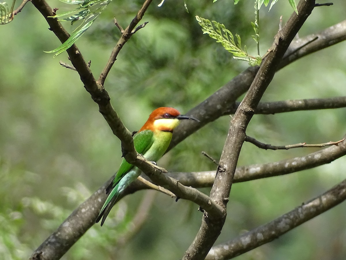 Chestnut-headed Bee-eater - ML525073901